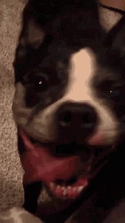 gif (6)