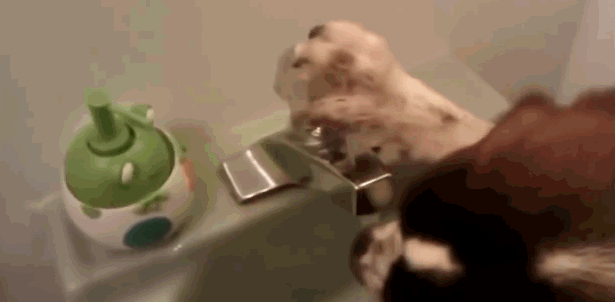 gif (27)