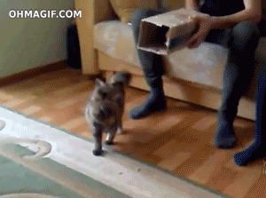 gif (13)