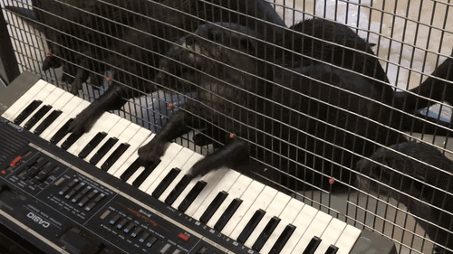 gif (2)
