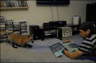 gif (21)