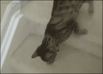gif (22)