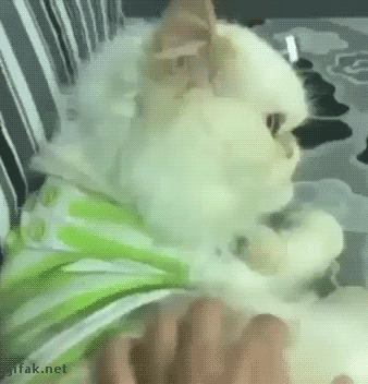 gif (8)