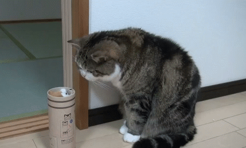 gif (10)