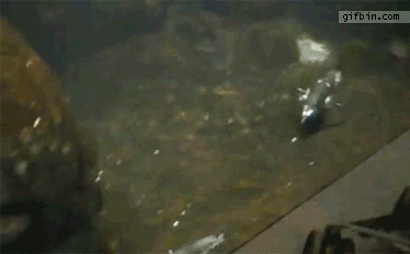 gif (30)