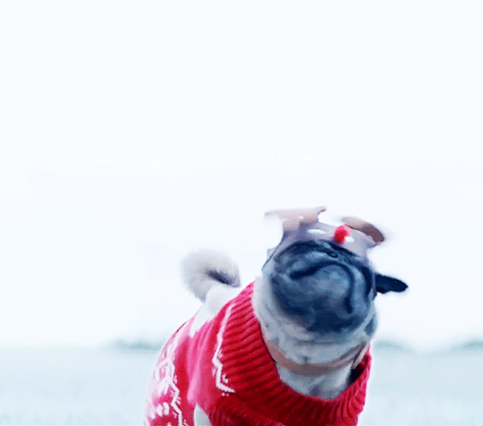 gif (5)