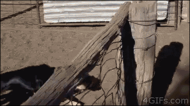 gif (25)