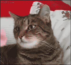 gif (26)