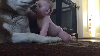 gif (16)