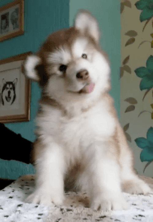 gif (14)