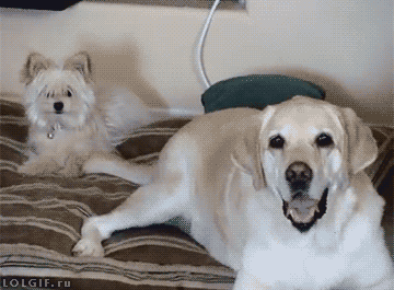 gifs_04