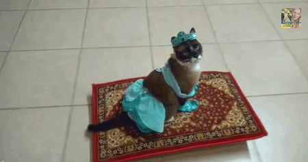 gifs_05