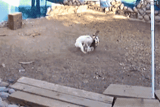 gifs_06