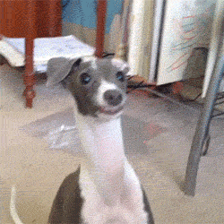 gifs_08