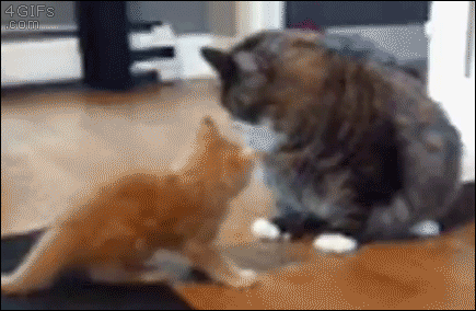 gifs_11