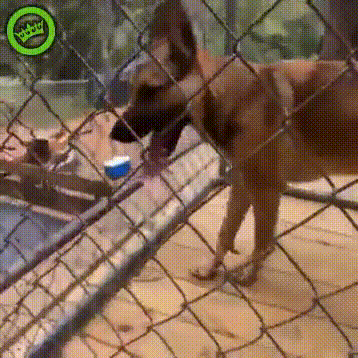 gifs_12