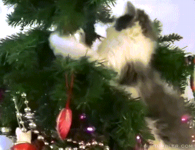 gifs_14