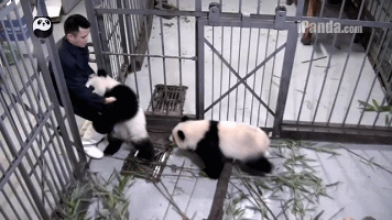 gifs_22