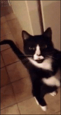 gifs_25