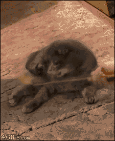 gif (23)