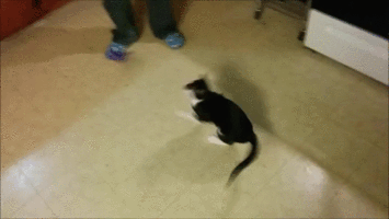 gif (25)