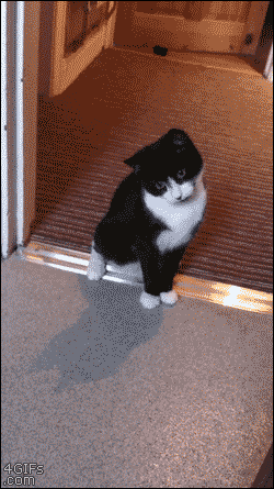 gif (4)