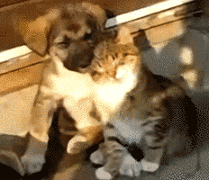 gif (7)
