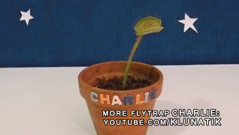 gif (9)