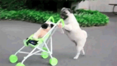 gif (1)