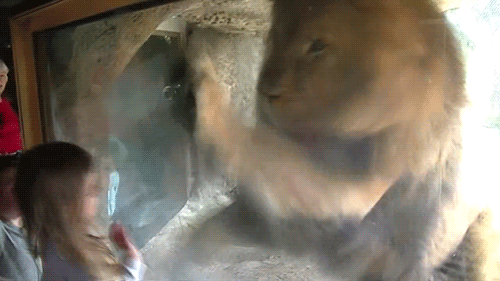 gif (20)