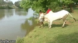 gif (6)