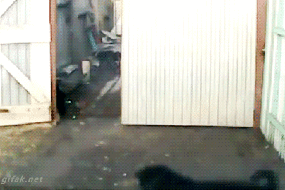 gif (8)