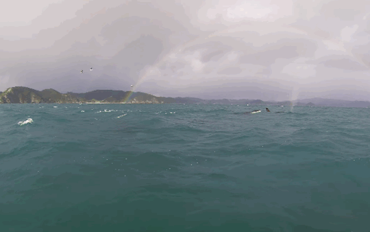 gif (15)