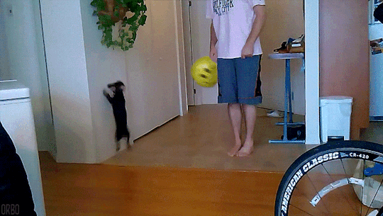 gif (22)