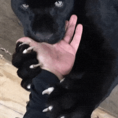 gif (10)