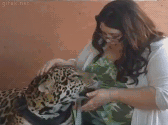 gif (12)