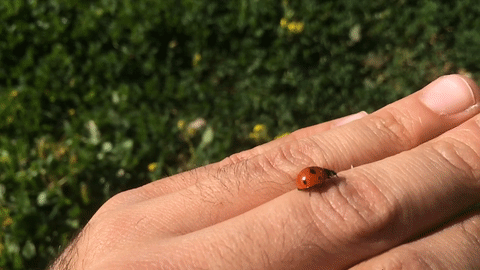gif (25)