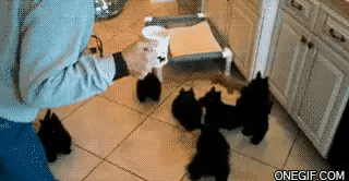 gif (7)