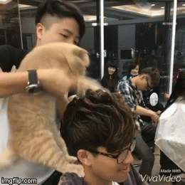 gif (1)