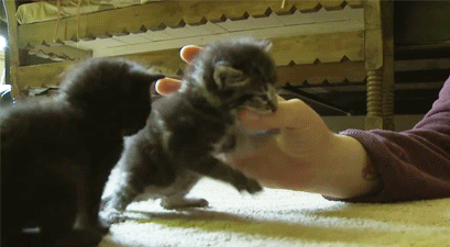 gif (7)