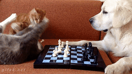 gif (2)