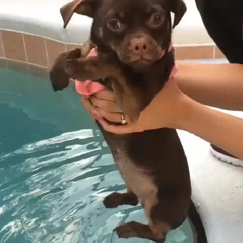 gif (3)