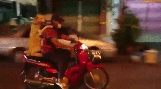 gif (14)