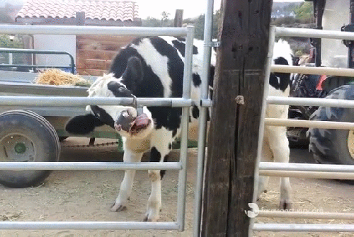 gif (2)