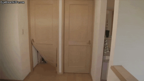 gif (30)