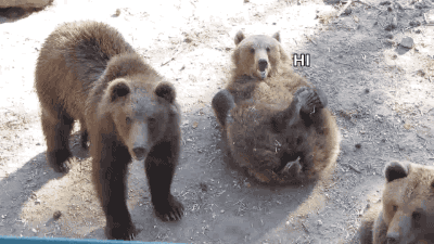 gif (2)