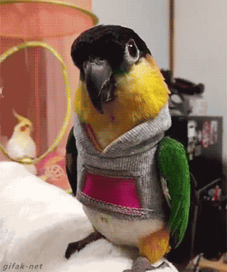 gif (7)
