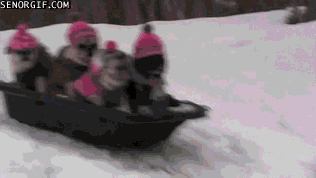 gif (11)