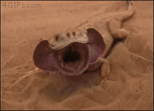 gif (26)