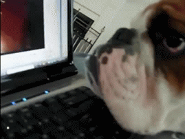 gif (7)